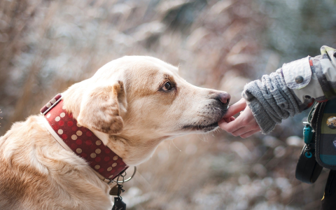 Why Do Dogs Get Diarrhea at Night? Common Causes and Simple Fixes!