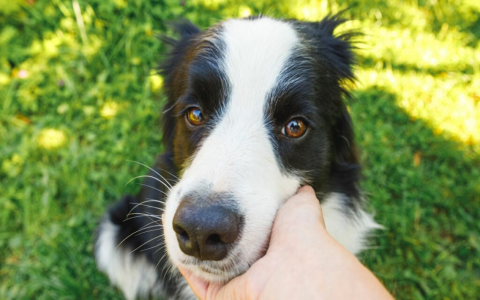 Fence Rollers for Dogs: Affordable & Effective Escape Prevention!