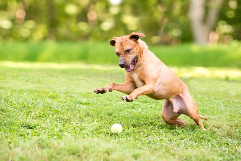 Why Use Lacrosse Balls for Dogs? (Benefits & Things to Know)