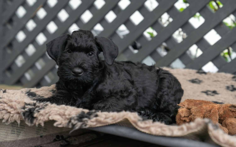 How Much Does a Schnauzer Puppy Cost in different area?