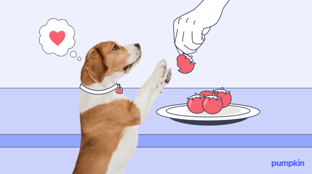 How to Feed Tomato Pomace to Your Dog? Easy Tips & Tricks!