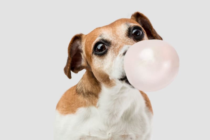 Is gum bad for dogs? How much is too much for them?