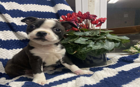 Cute Boston Terrier Male Dog Names and Popular Picks.