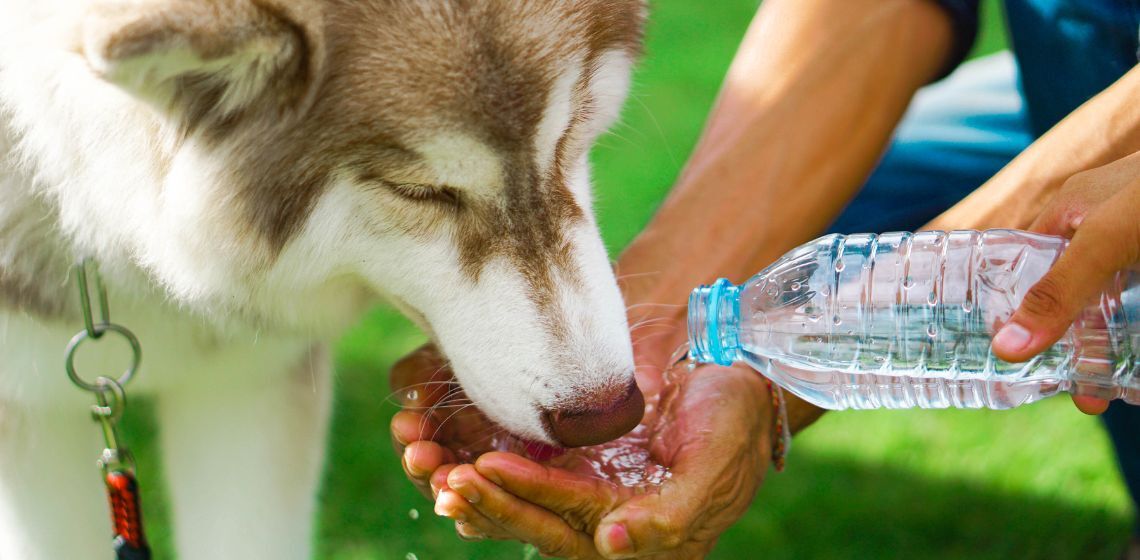 Old Dog Drinking Lots of Water: Is It Normal or a Health Concern?