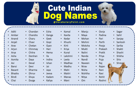 Cute Dog Names With The Letter I, find the best one.