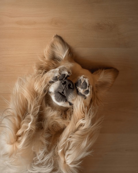 Funny Dogs! Pictures of Dog Covering Eyes With Paws.