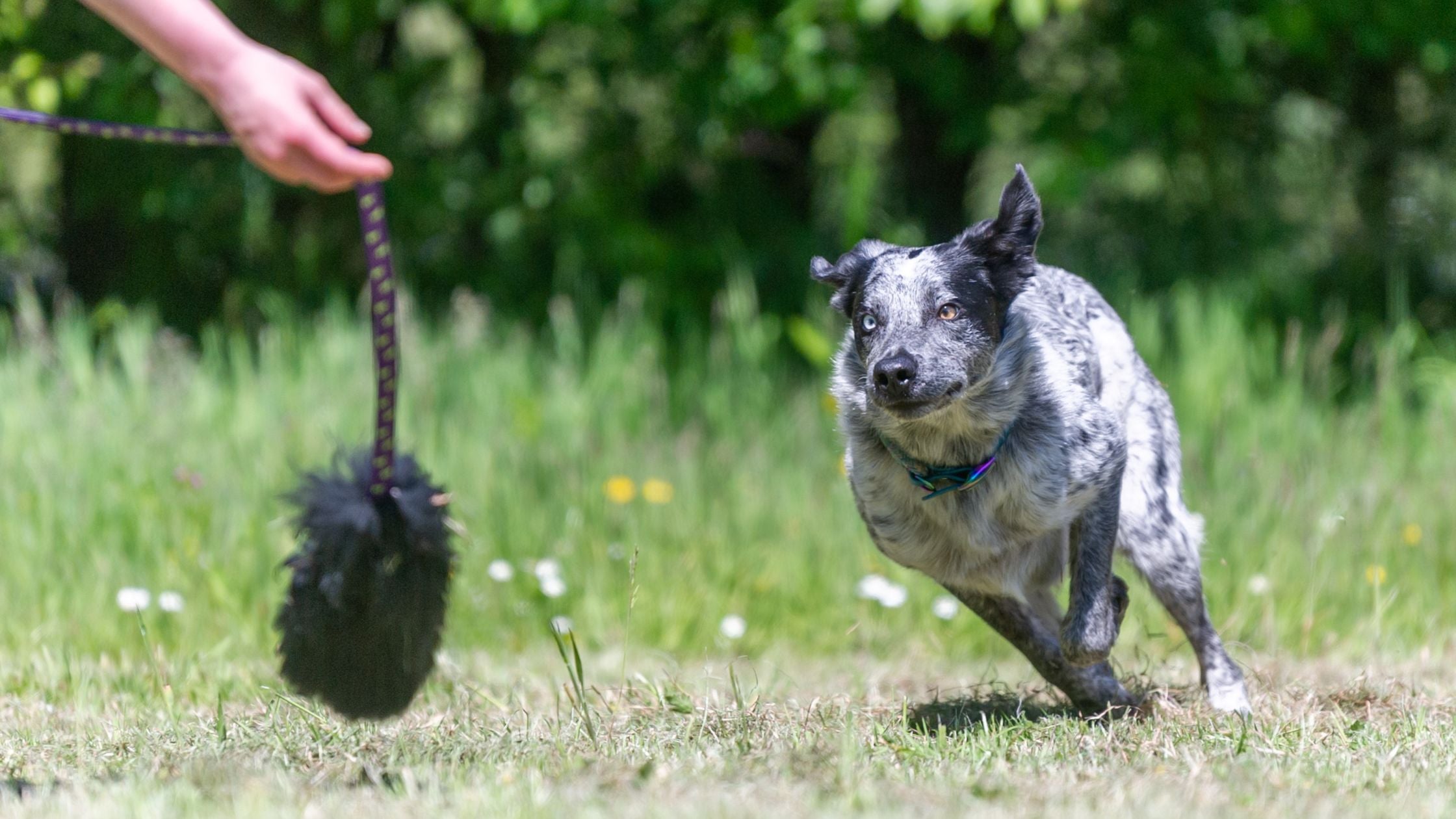 Chaser Toys for Dogs: Top Picks & Why Your Pup Needs One!