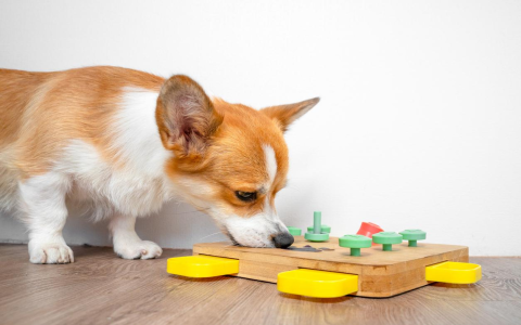 Dachshund Toys Theyll Love: Best Durable Options!