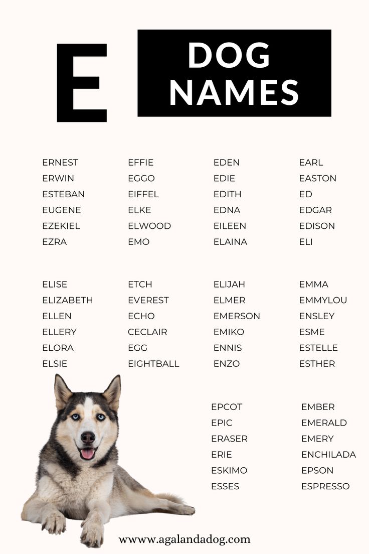 Need an E Name for Your Dog? Check Out This Awesome List!