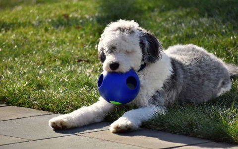 Top Chasing Toys for Dogs: Find the Perfect Toy for Your Energetic Dog!