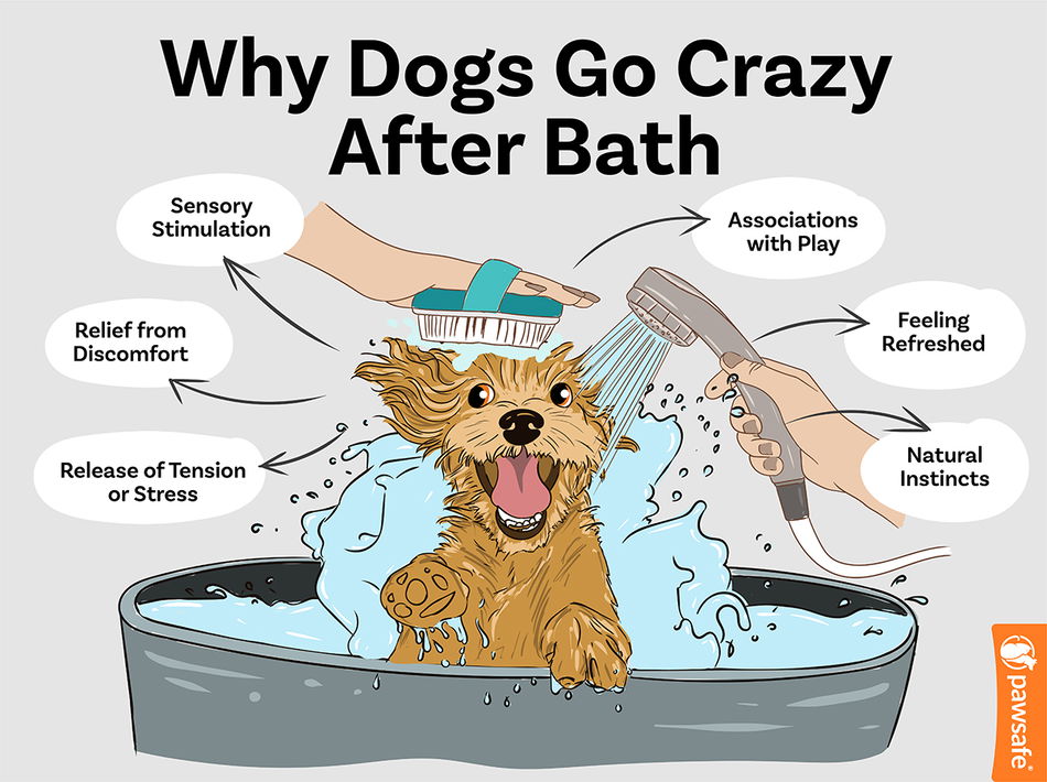 Help! Why do dogs go crazy after a bath, and how to handle them.