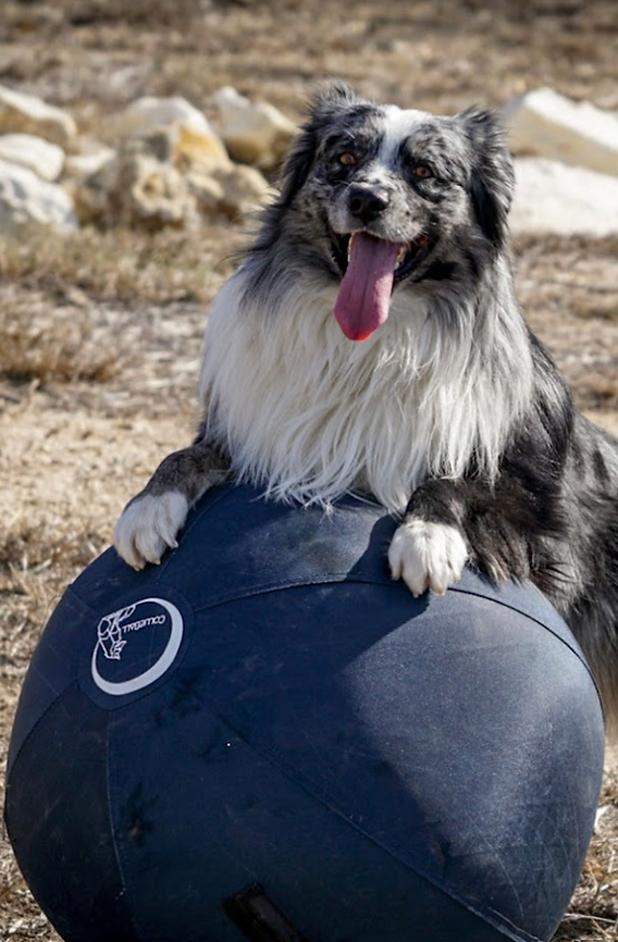 Best Dog Toys for Border Collies: Durable and Fun Choices.