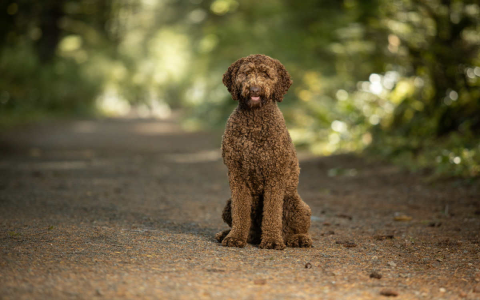 Top Female Dog Names for Goldendoodles: Popular & Unique Ideas