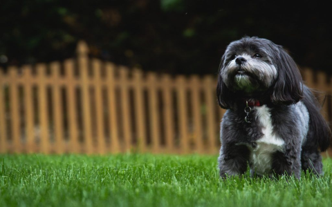 Help! My Black Puppy Has White Hair - Is This a Health Problem?