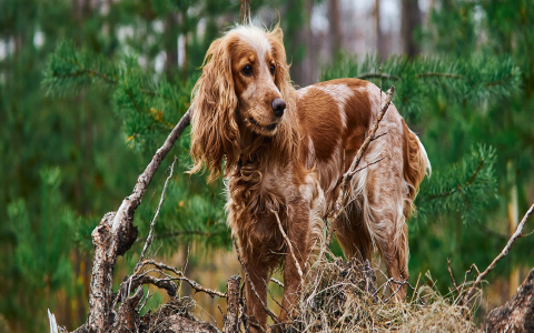 Red Female Dog Names: Classic and Creative Options