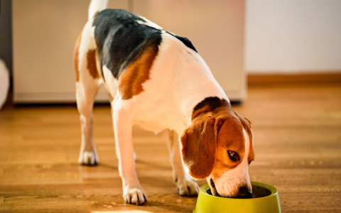 Is Liverwurst Good for Dogs? Simple Tips for Feeding It Safely.