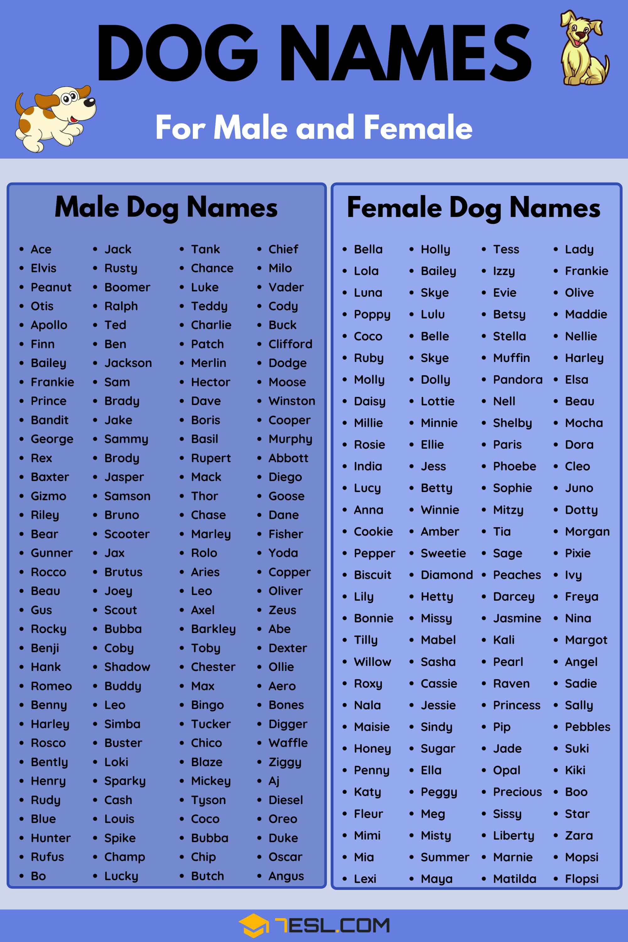 Best Stone Names for Dogs: Top Picks for Male & Female!