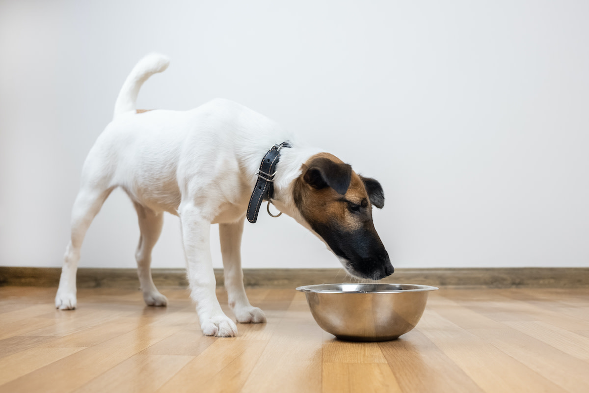 Is Tapioca Starch Good for Dogs? (Simple Owners Guide)