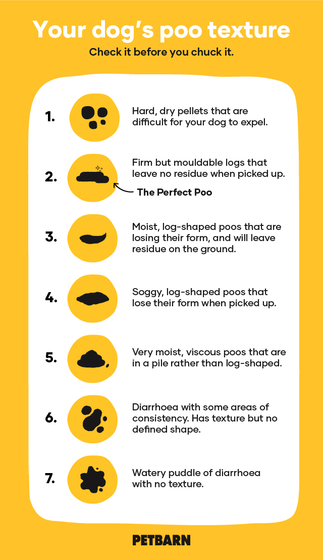 Dog poop cold? Learn why is my dogs poop cold and what it might mean!