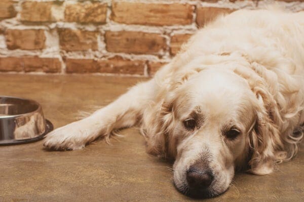 Why Is My Senior Dog Not Eating? Common Causes and Easy Fixes