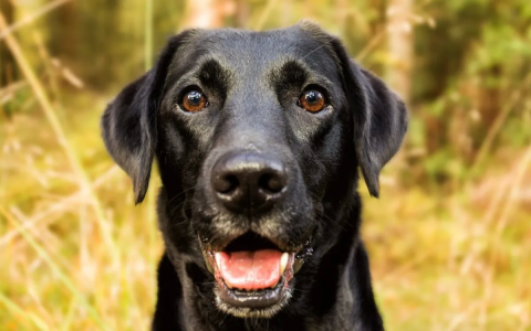 Need Chocolate Lab Female Dog Names? Heres a Great List!