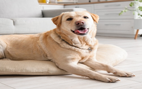 Cortisone Spray for Dogs: What You Need to Know for safety?