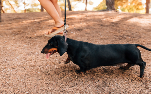 Help! Why doesnt my puppy want to walk? Uncover the common reasons and gentle solutions for your pup.
