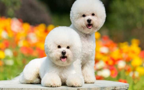Cute Fish Names for Dogs: Adorable Ideas Revealed