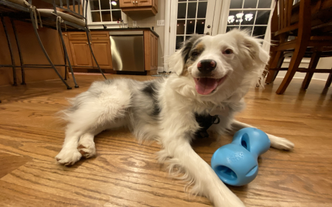 Why should you choose non toxic toys for dogs? Learn about the health benefits and keep your best friend safe.