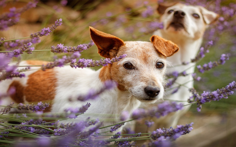Want a stylish garden with dog safe ornamental grasses? Learn how to select the right non-toxic plants easily today.