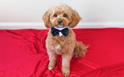 Searching for the most popular J names for dogs this year? See all the trending choices pet parents love right now!