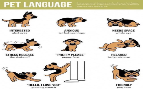 Ever wondered why dogs sit on other dogs? Find out!