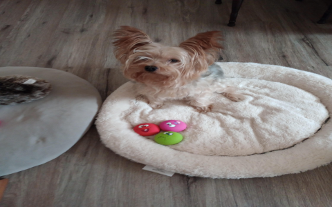 Looking for toys for Yorkie dogs? Check these fun options!