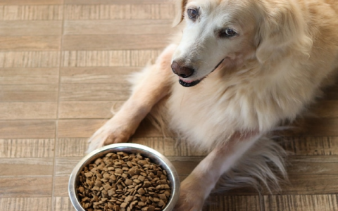 Is Blue Buffalo vs Victor Dog Food better for sensitive dogs? See our simple analysis right here.