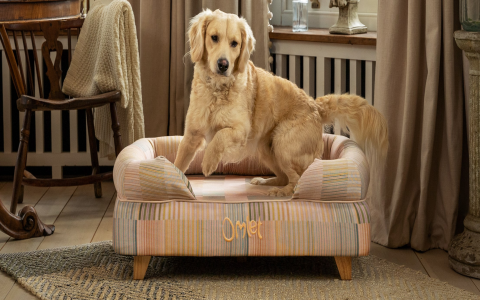 Help! Why Did My Dog Suddenly Pee on My Couch?