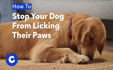 Dog Paw Licking at Night: Is it Allergies or Behavior?