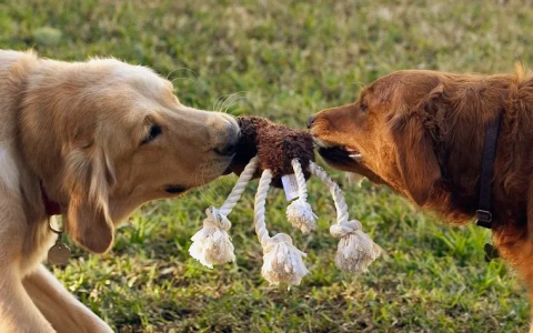 Why does my dog growl when playing tug of war? Understand if this common dog behavior is okay.