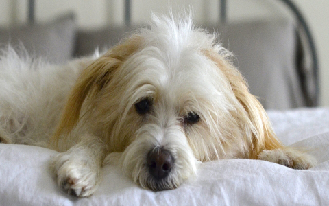 Why does my dog lay down when I approach him? Understanding this common canine behavior simply explained for owners.