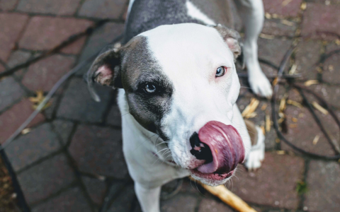 Lets figure out why do dogs lick their paws at night and learn what steps you can take to help.