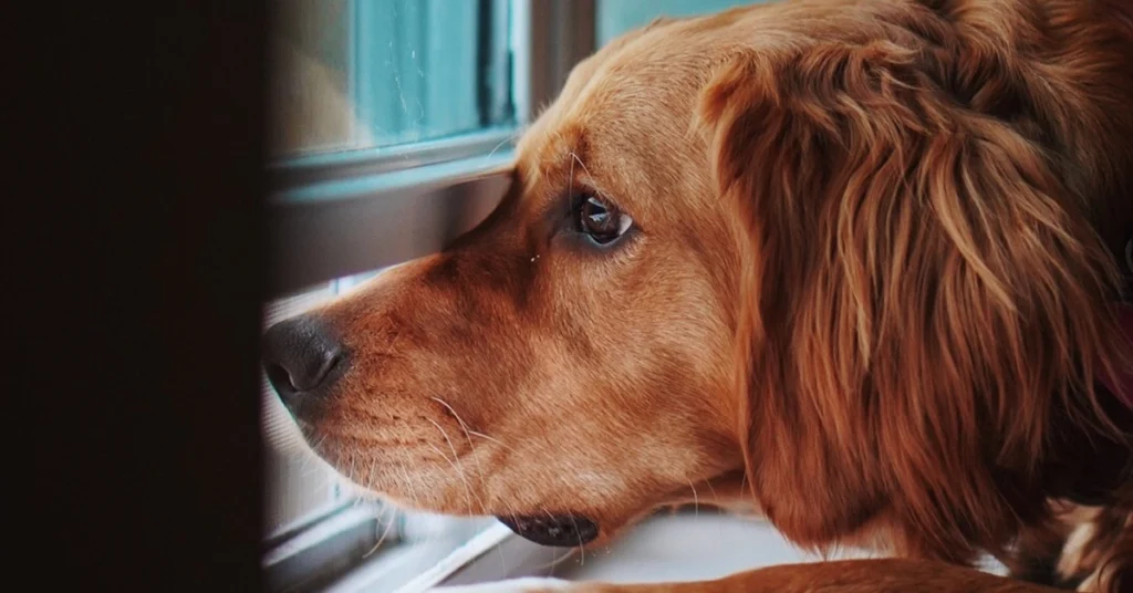 Why does my dog leave the room when I yell? Understand the simple reasons behind their sensitive reaction.