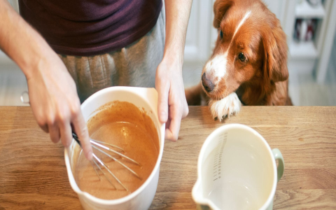 Is Honey a good name for your puppy? Find out why a dog named Honey is super popular.
