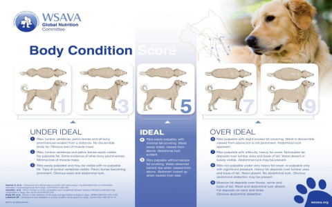 Need digestive help for your canine pal? Explore why Science Diet Perfect Digestion Dog Food works effectively for many dogs.
