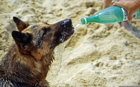 Why does my old dog drink so much water and pee a lot? Addressing common senior dog problems.