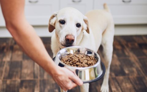 Need a Rachel Ray Dog Food Review? We Break Down the Pros and Cons for Your Best Friend.