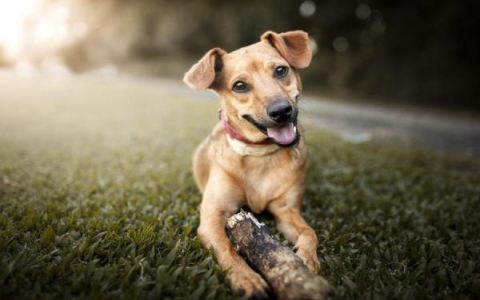 Thinking Dog Name Storm? (See Our Top Tough Picks for Boys and Girls)