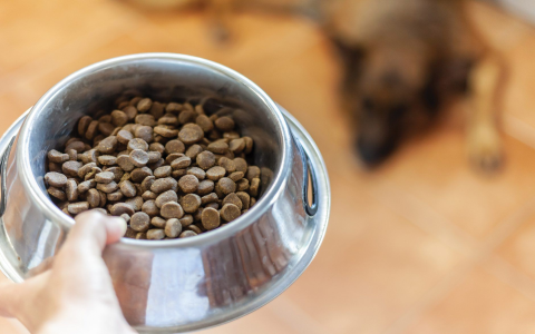 Honest Instinct Puppy Food Review: What You Need to Know