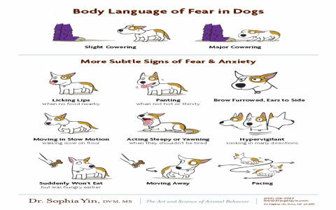 Figuring out why does my dog bow down to me (Here are some easy explanations for dog owners).