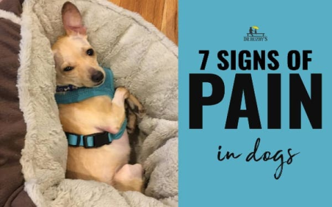 Why does my female dog hump other female dogs? Discover simple ways you can manage this action effectively.