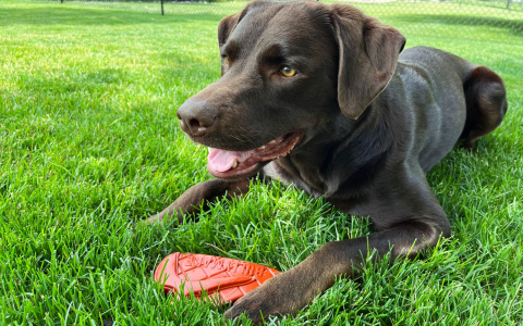 Which apple dog toy is best for chewing? Find the toughest options for your playful pup now.