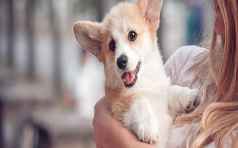Looking for dogs named Bo? Find cute photos and stories inside.
